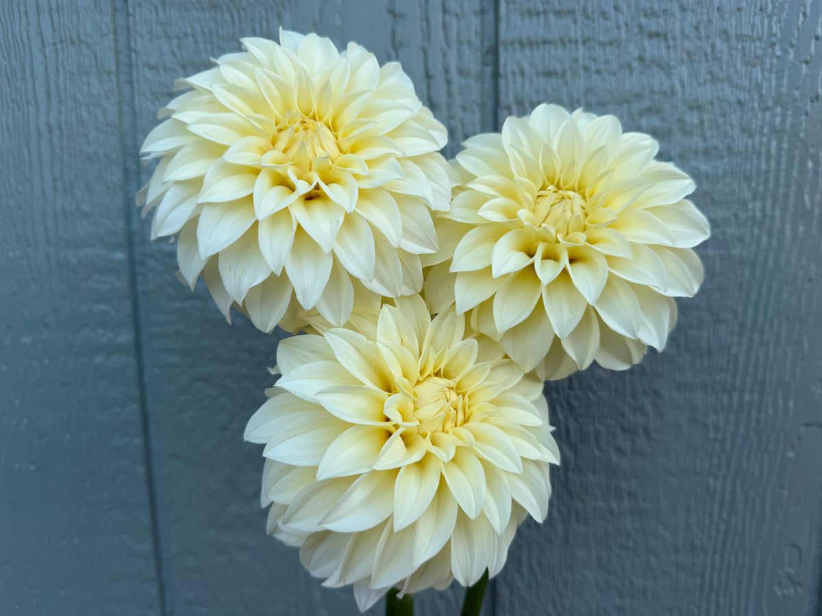 Paula's Morning Light dahlia