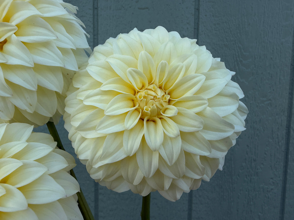 Paula's Morning Light dahlia