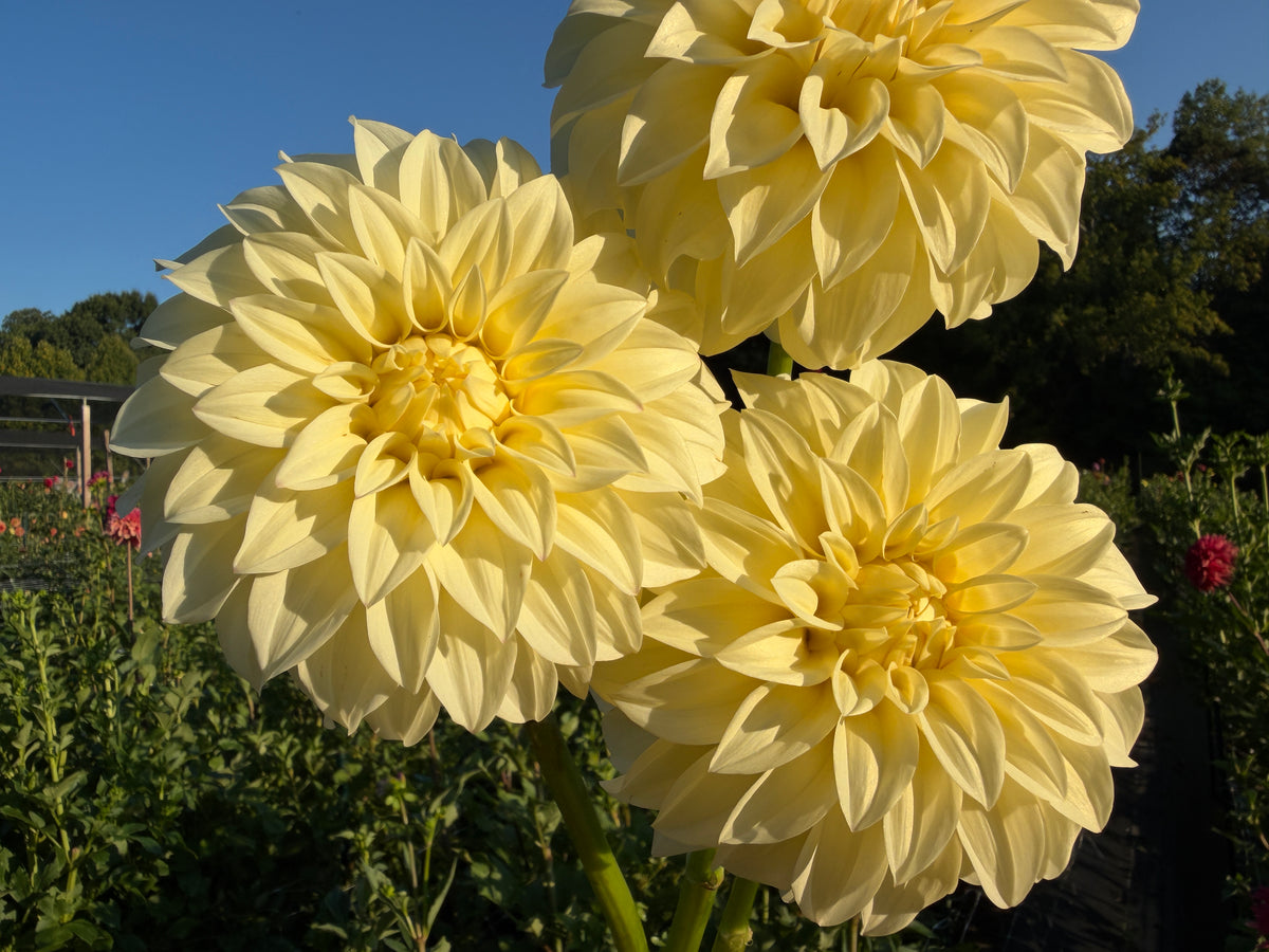Paula's Morning Light dahlia