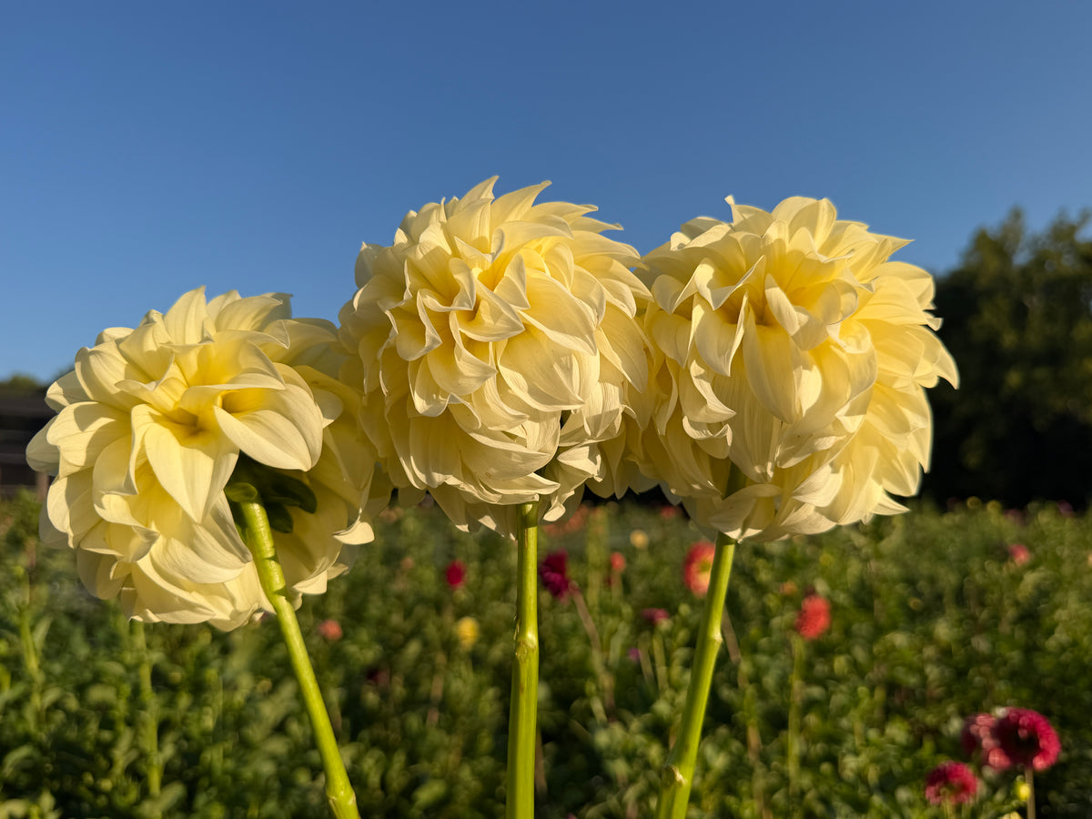 Paula's Morning LIght dahlia