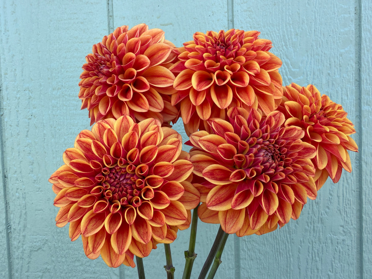 Paula's Spiced Orange dahlia