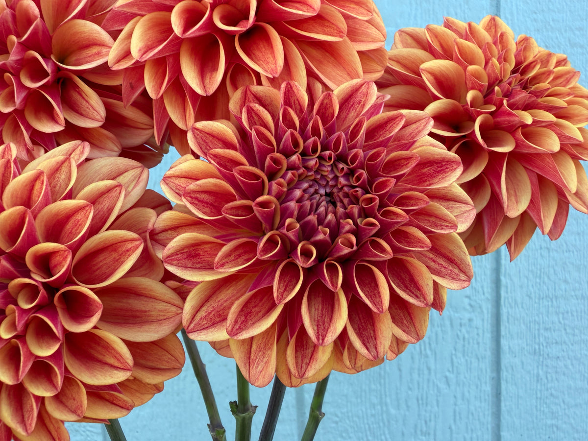 Paula's Spiced Orange dahlia