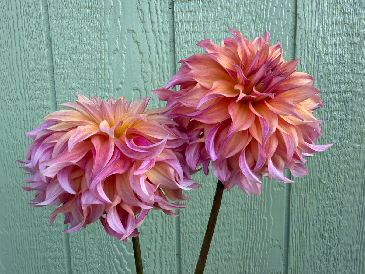 Paula's Vivianna Dahlia