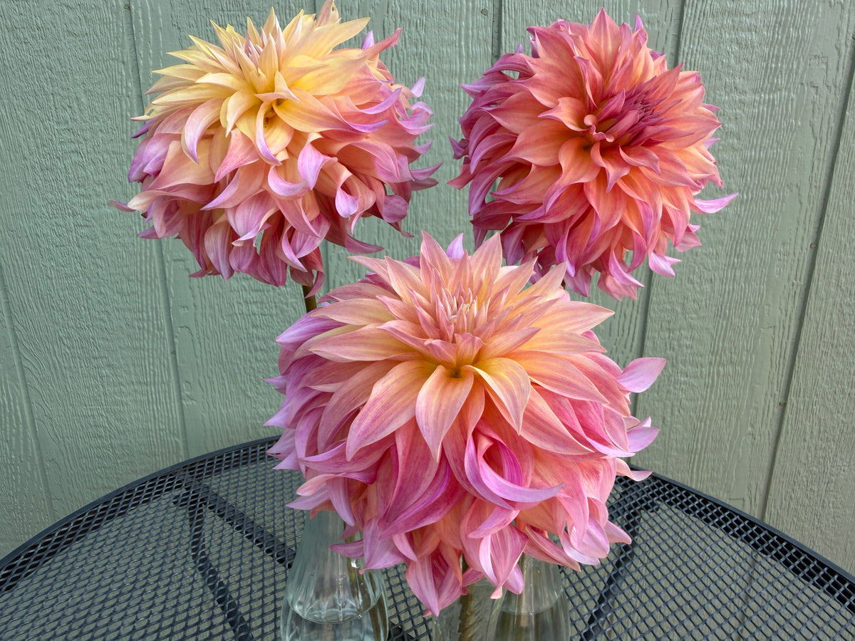 Paula's Vivianna Dahlia