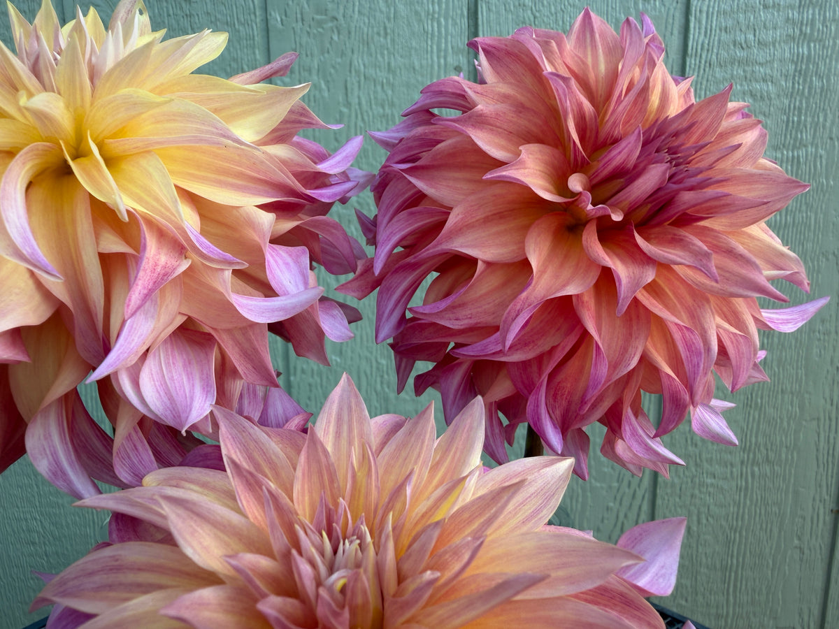 Paula's Viviana Dahlia