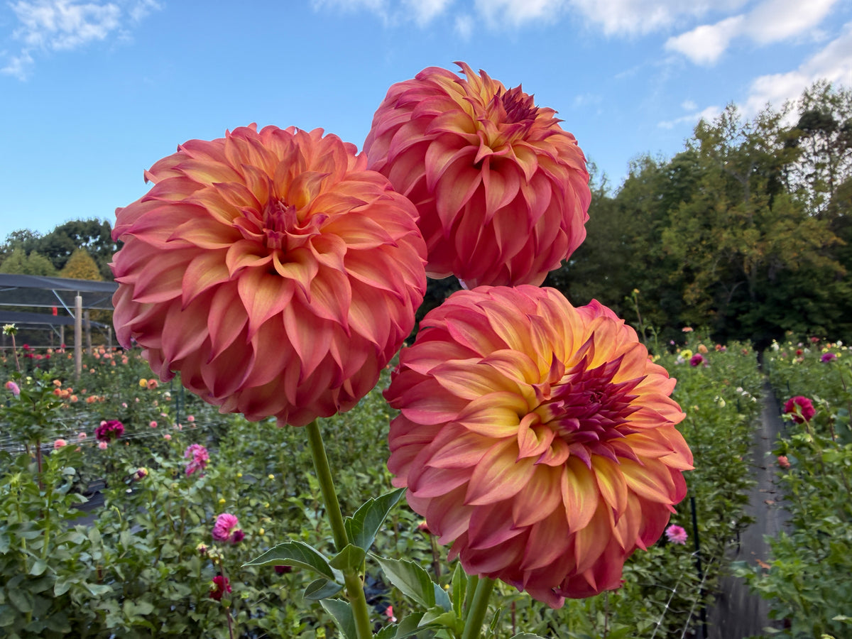 Paula's Dahlias Seedling 25-971