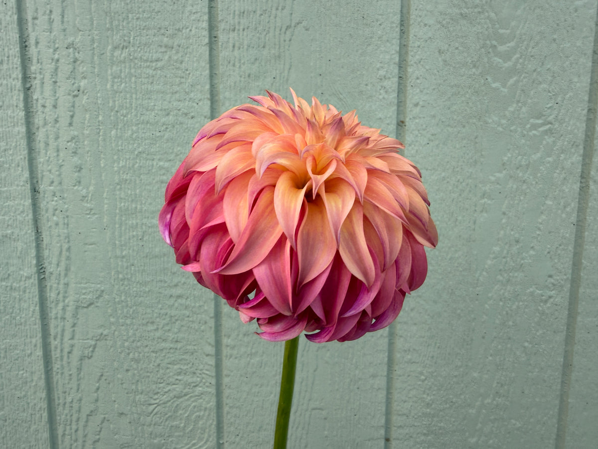Paula's Dahlias Seedling 25-971