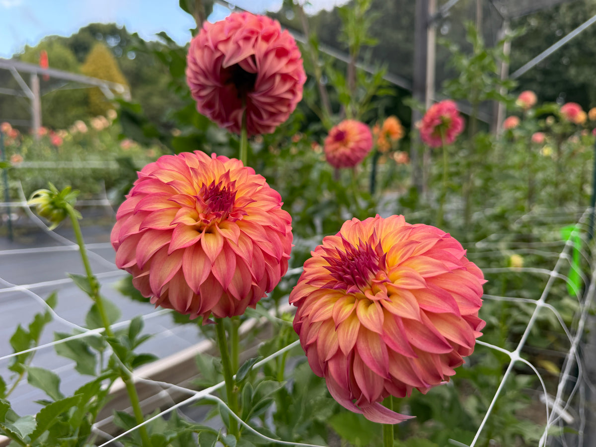 Paula's Dahlias Seedling 25-971
