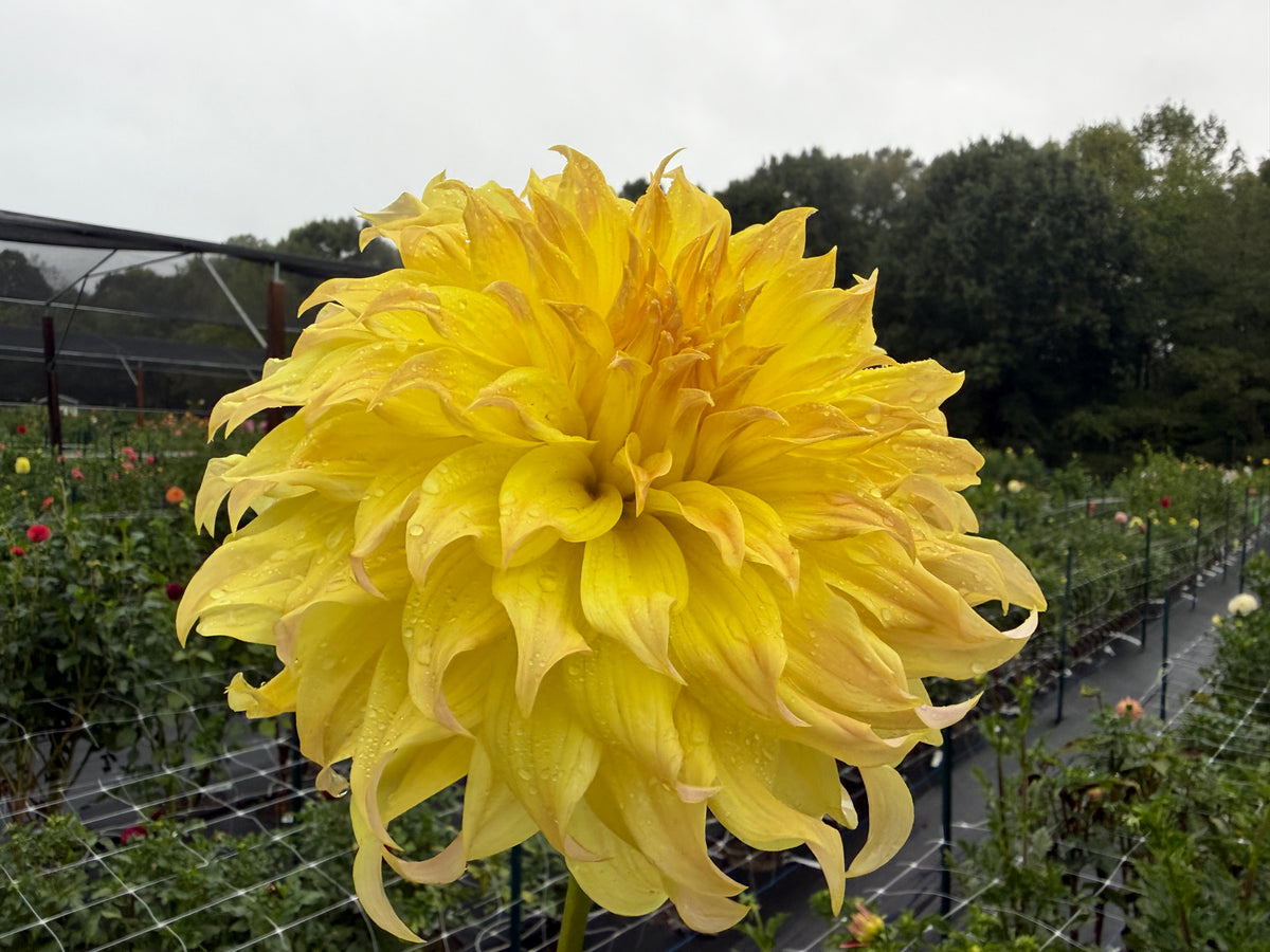Paula's Della dahlia with beautiful yellow flowing petals