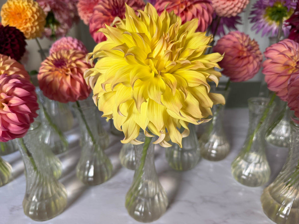 Paula's Della dahlia with yellow wavy petals