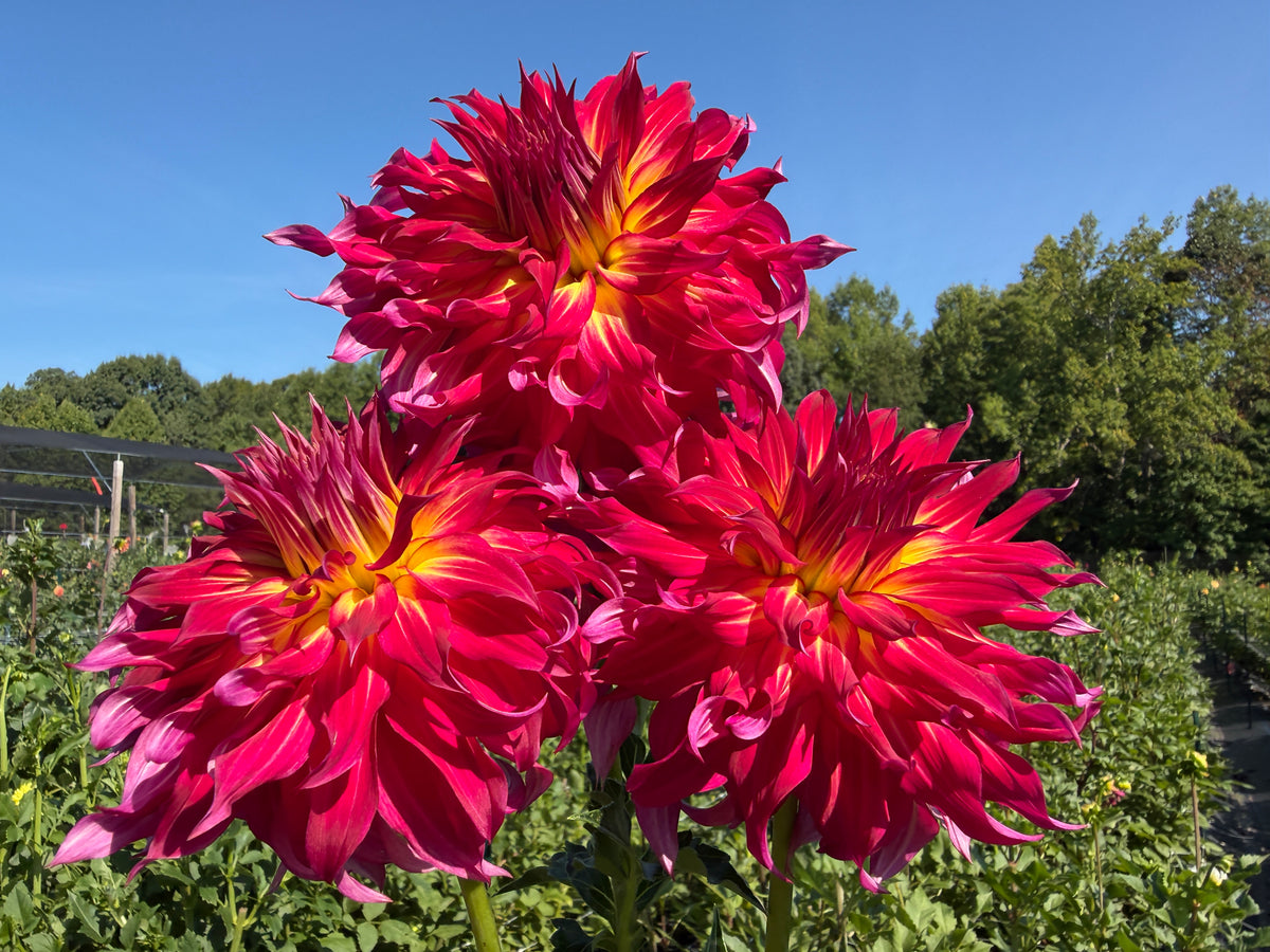 Paula's Dahlias