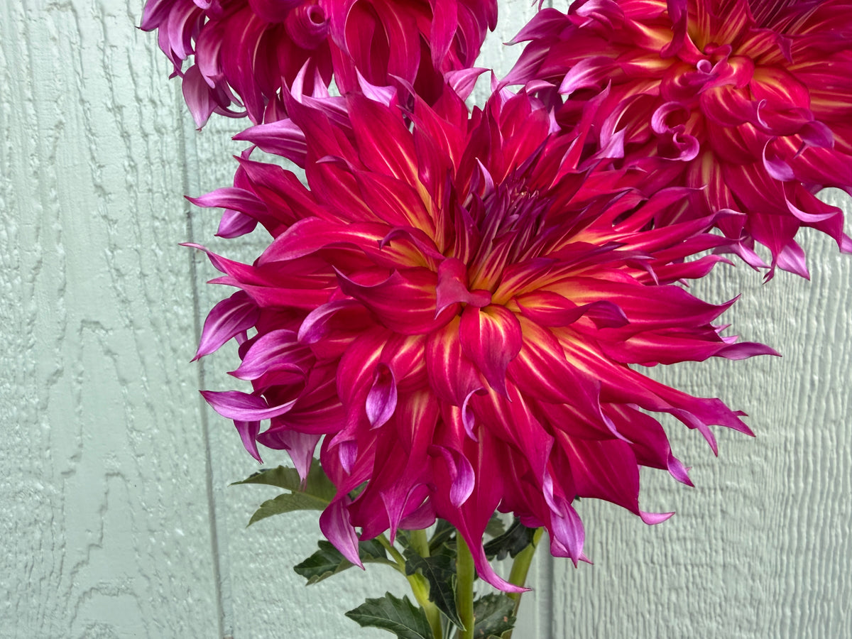 Paula's Emberlee is a flame colored dahlia