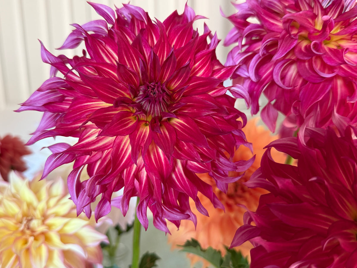 Paula's Emberlee dahlia is a flame colored wavy petal dahlia