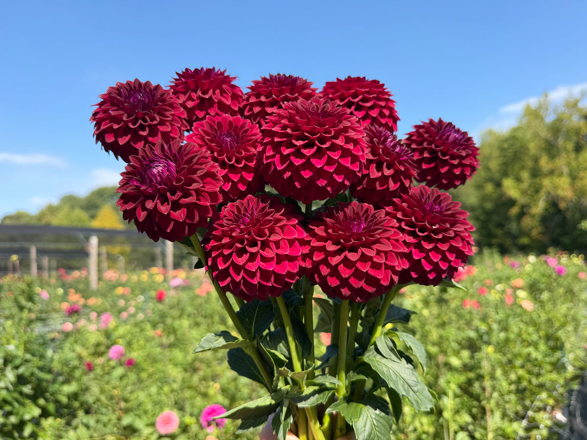 Paula's Divine dahlia burgundy dahlia with purple tones