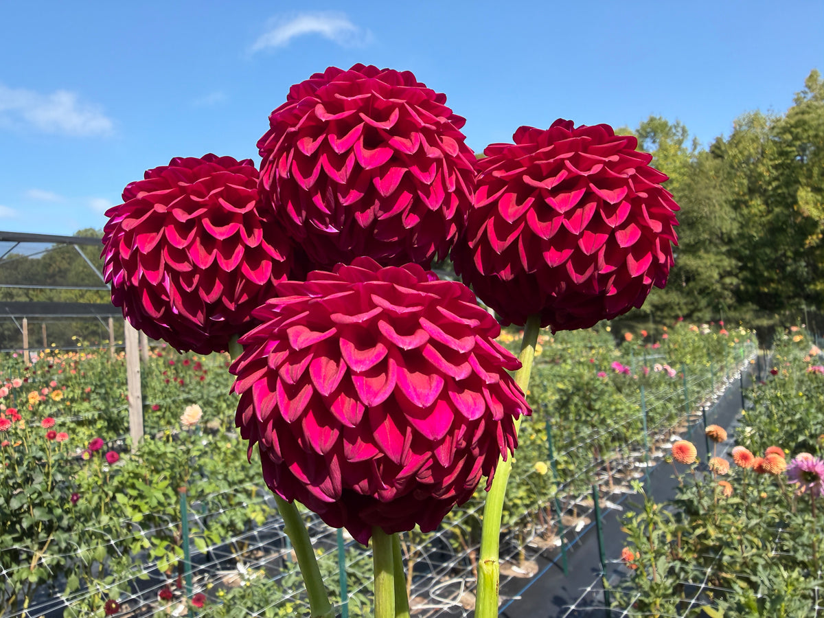 Paula's Divine burgundy dahlia petals go back to the stem