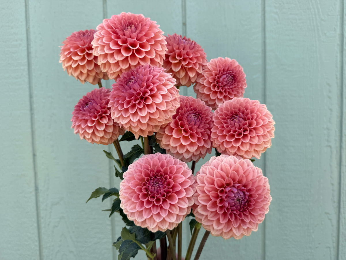 Paula's Paul Wix dahlias are beautiful for a market bunch
