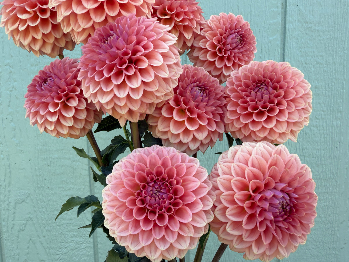 Paula's Paul Wix dahlias have an ombre effect of bronze pink coloring