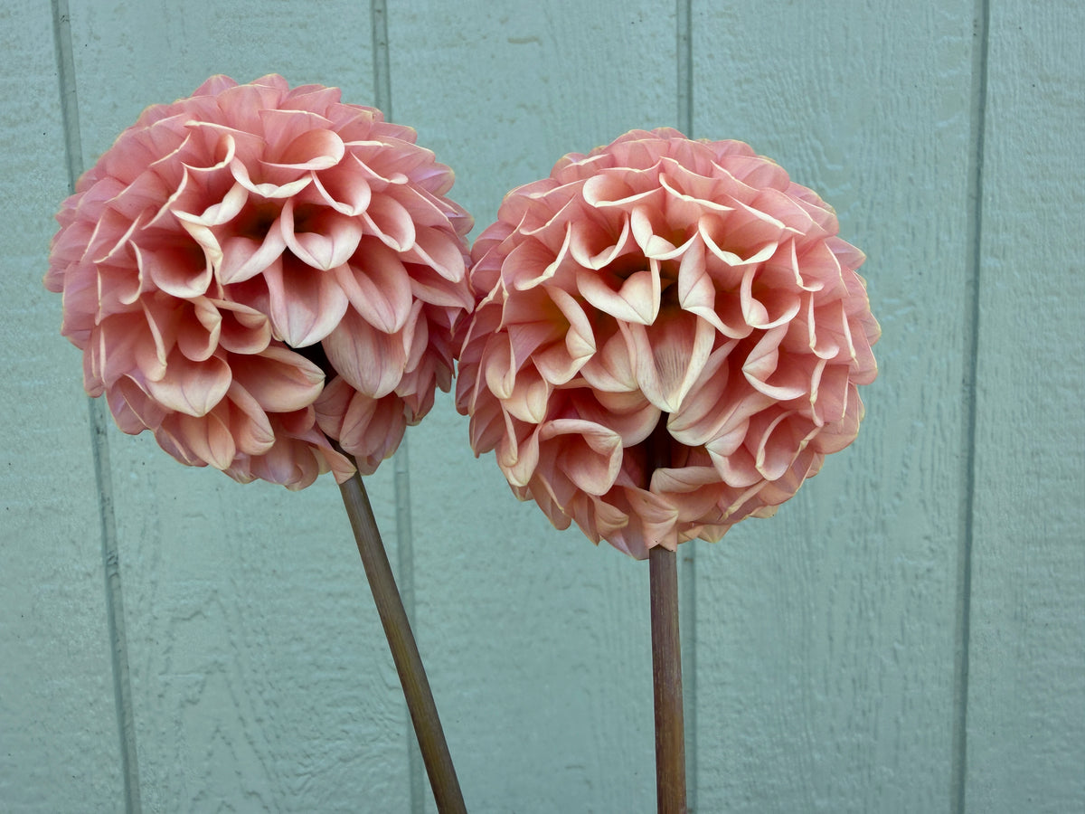 Paula's Paul Wix dahlias petals go back to stem