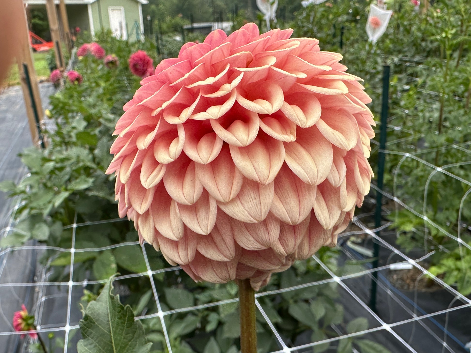 Paula's Paul Wix dahlia.  The petals stack like shingles on a roof.