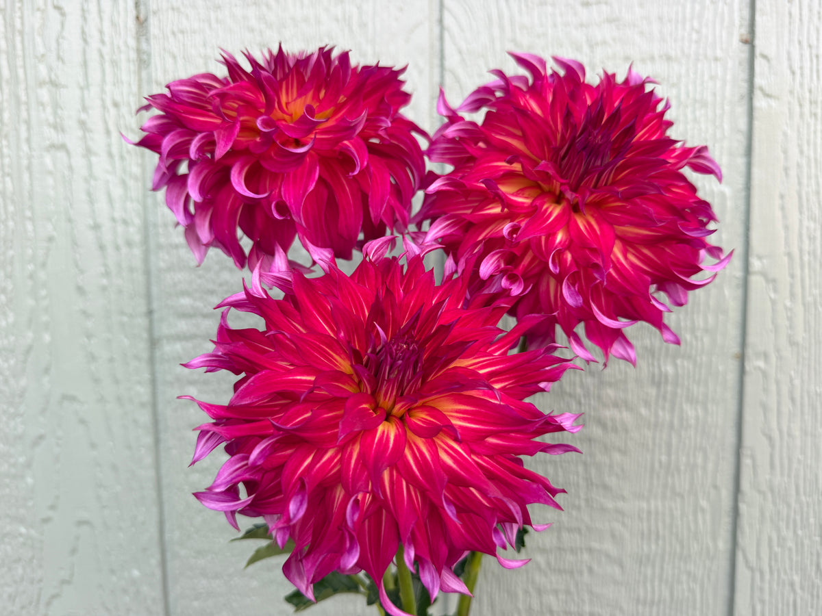 Paula's Dahlias