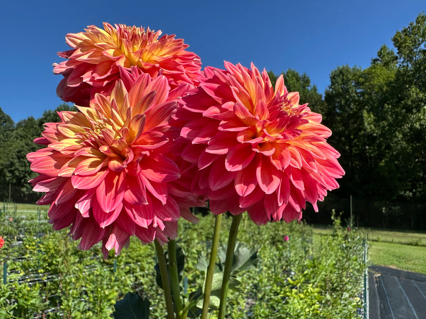 Paula's Ellie dahlia 
