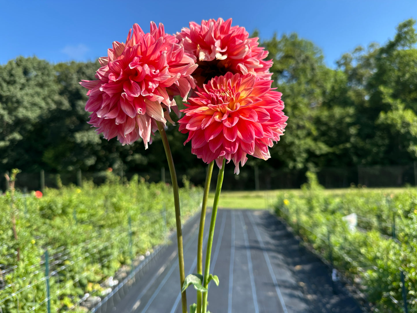 Paula's Ellie dahlias have long stems