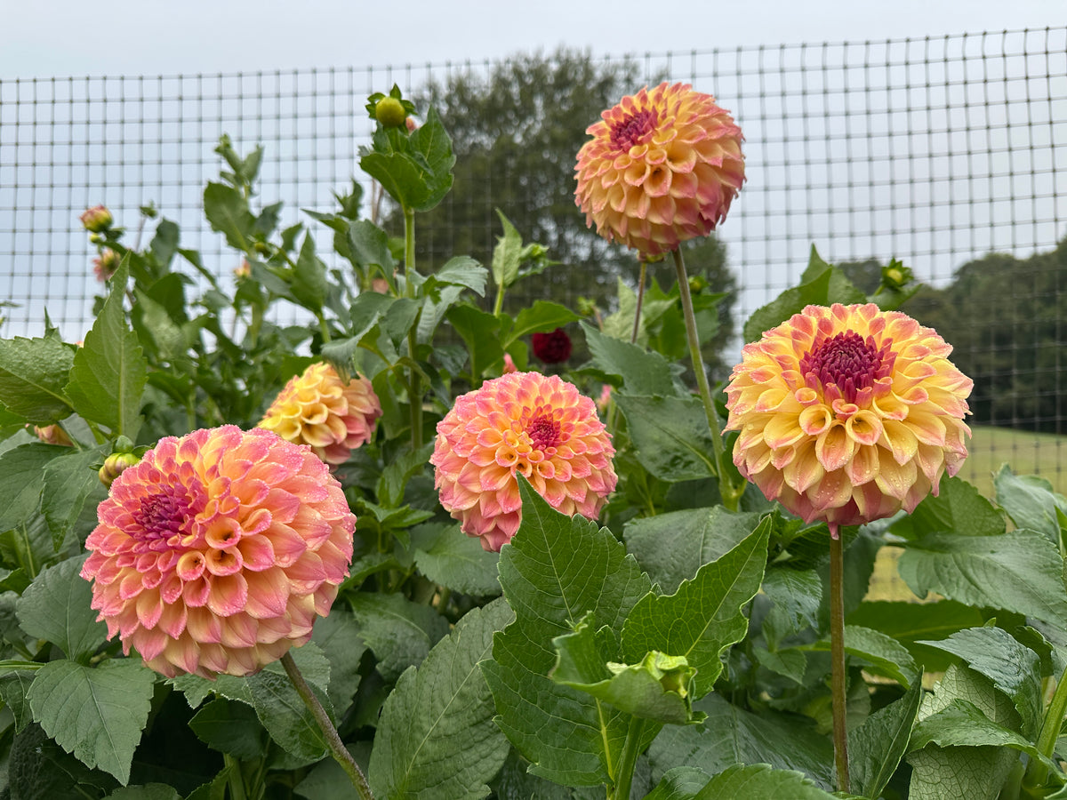 Paula's Candy dahlia in the garden