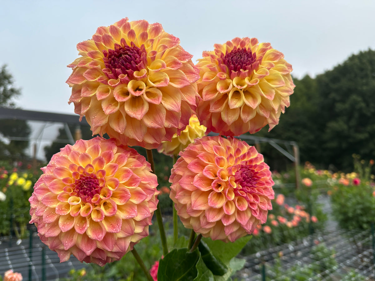 Paula's Candy dahlia with bright yellow and pink blend of colors