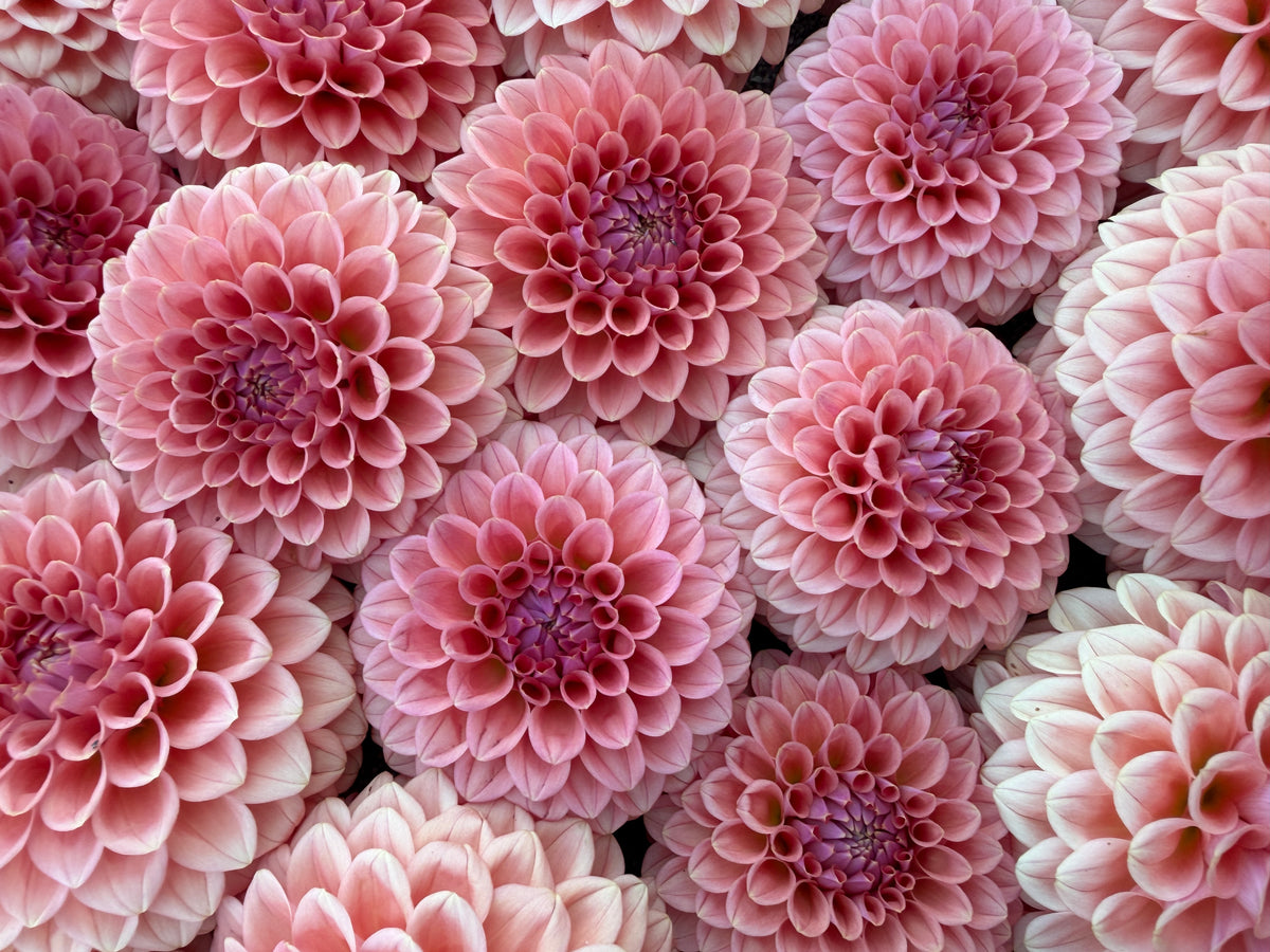 Paula's Paul Wix dahlias blooming in the summer