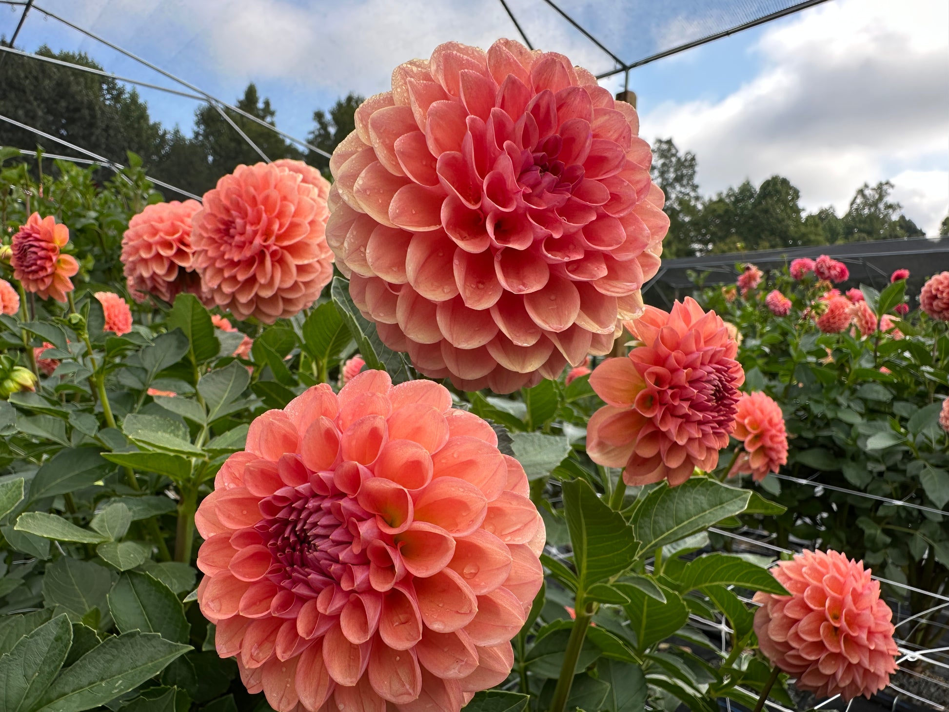 Paula's Doris Jane dahlia