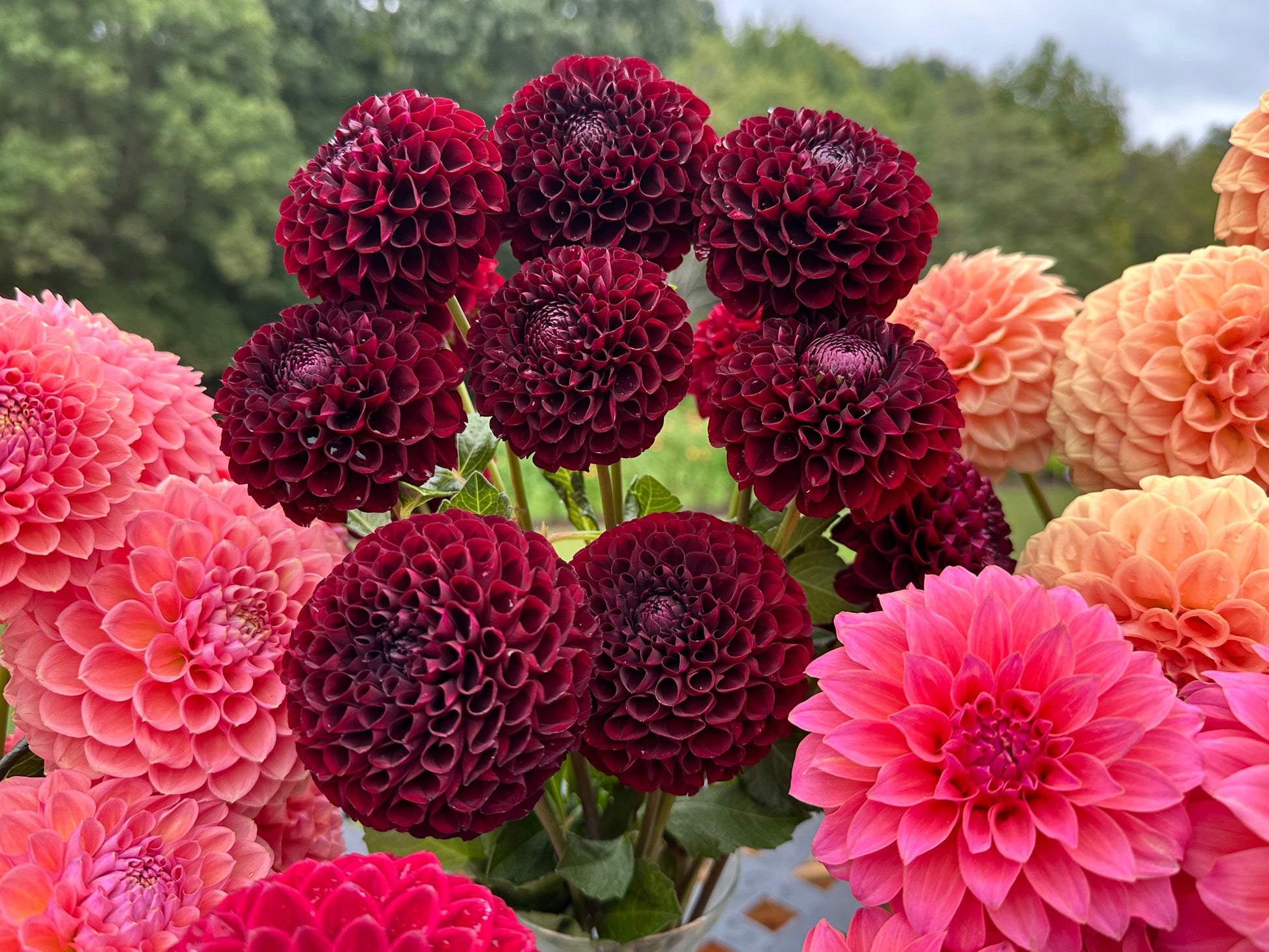 Paula's Raven dahlia