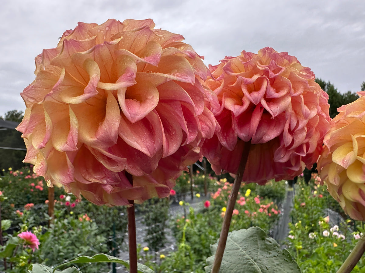 Paula's Candy dahlia