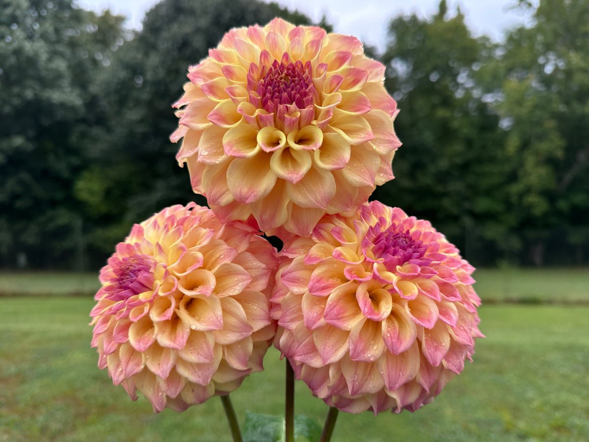 Paula's Candy dahlia pink with yellow tones