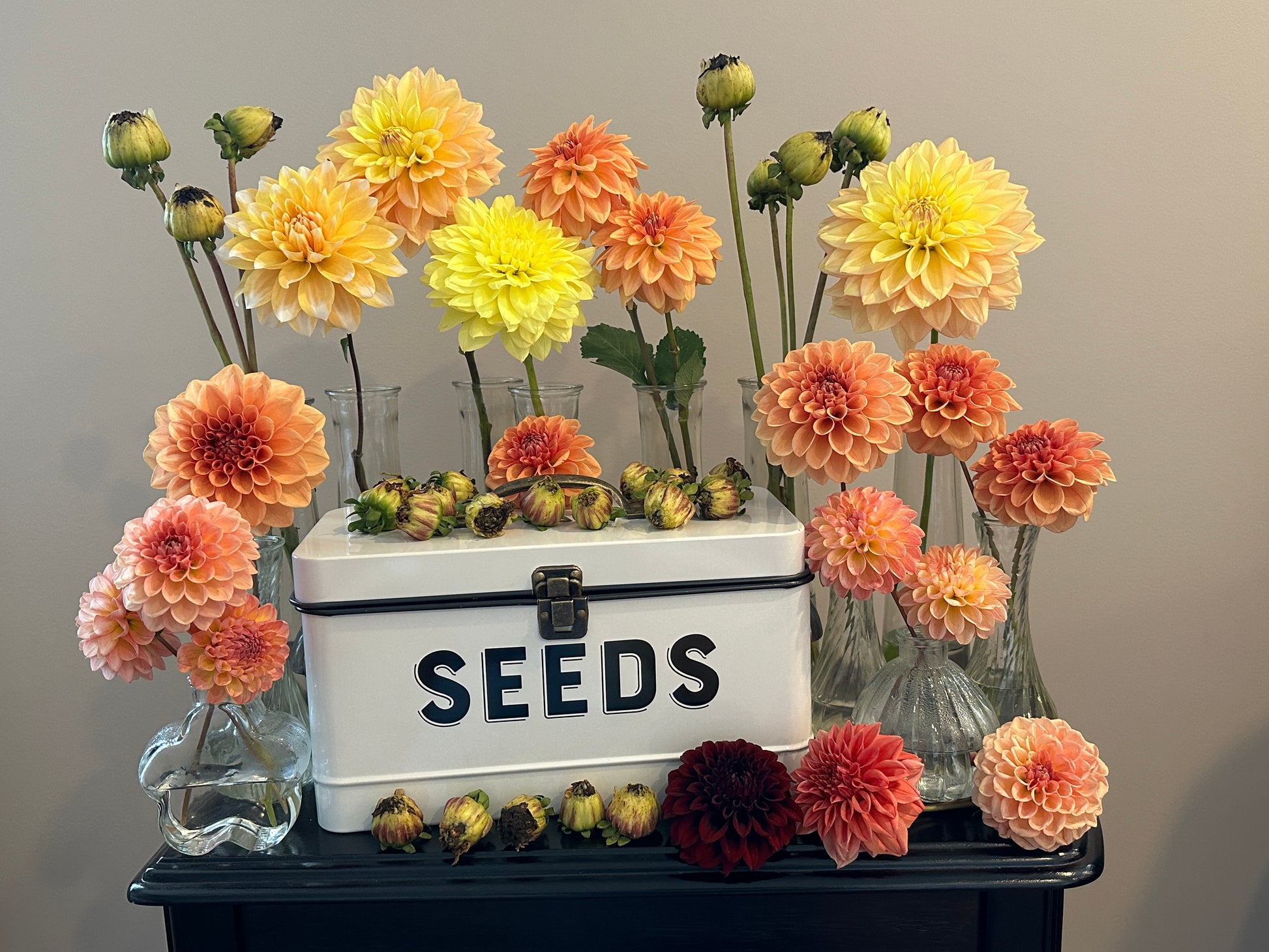 kat dahlia seeds Dahlia Seeds