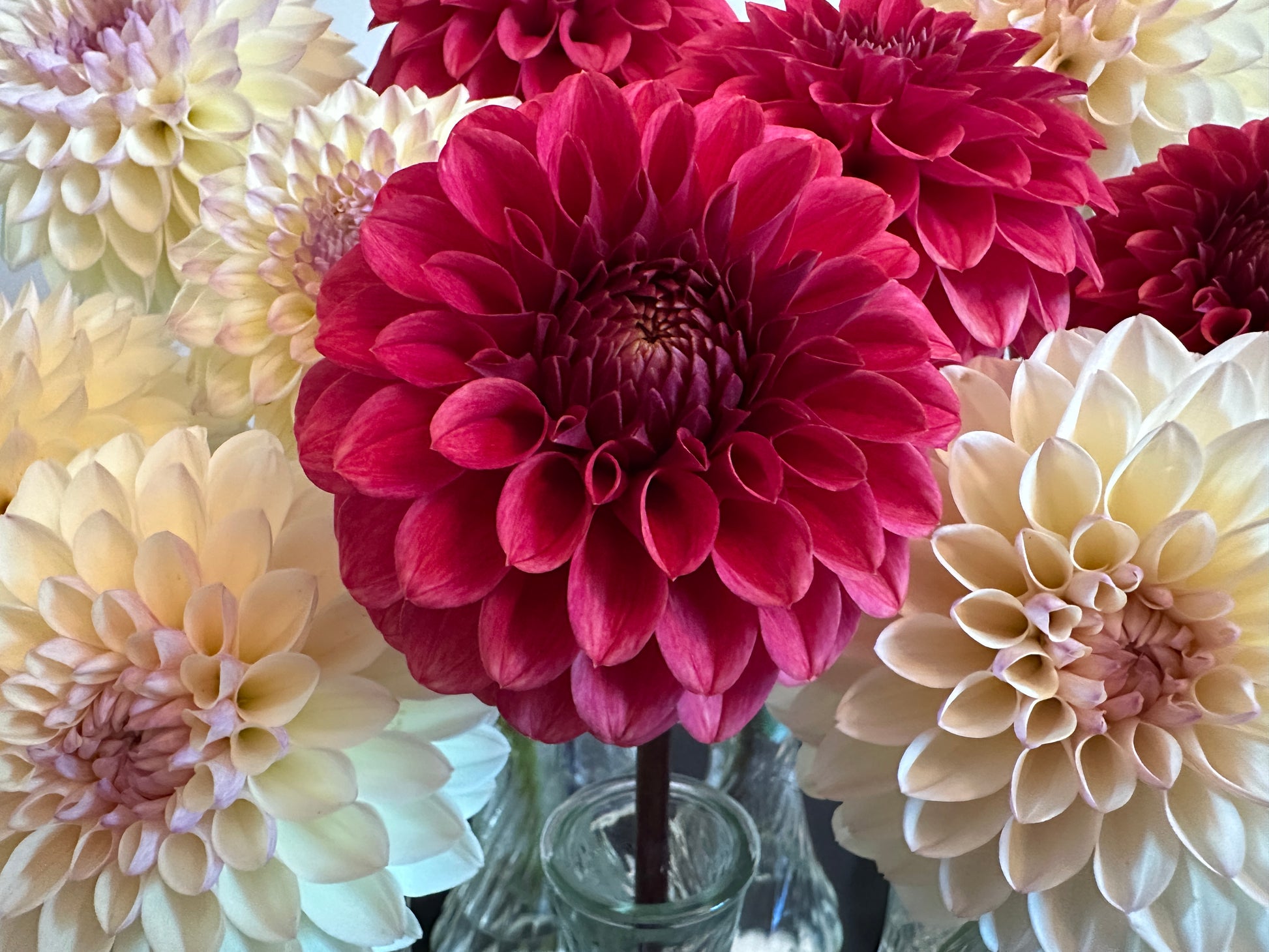 Paula's Dusty Rose dahlia