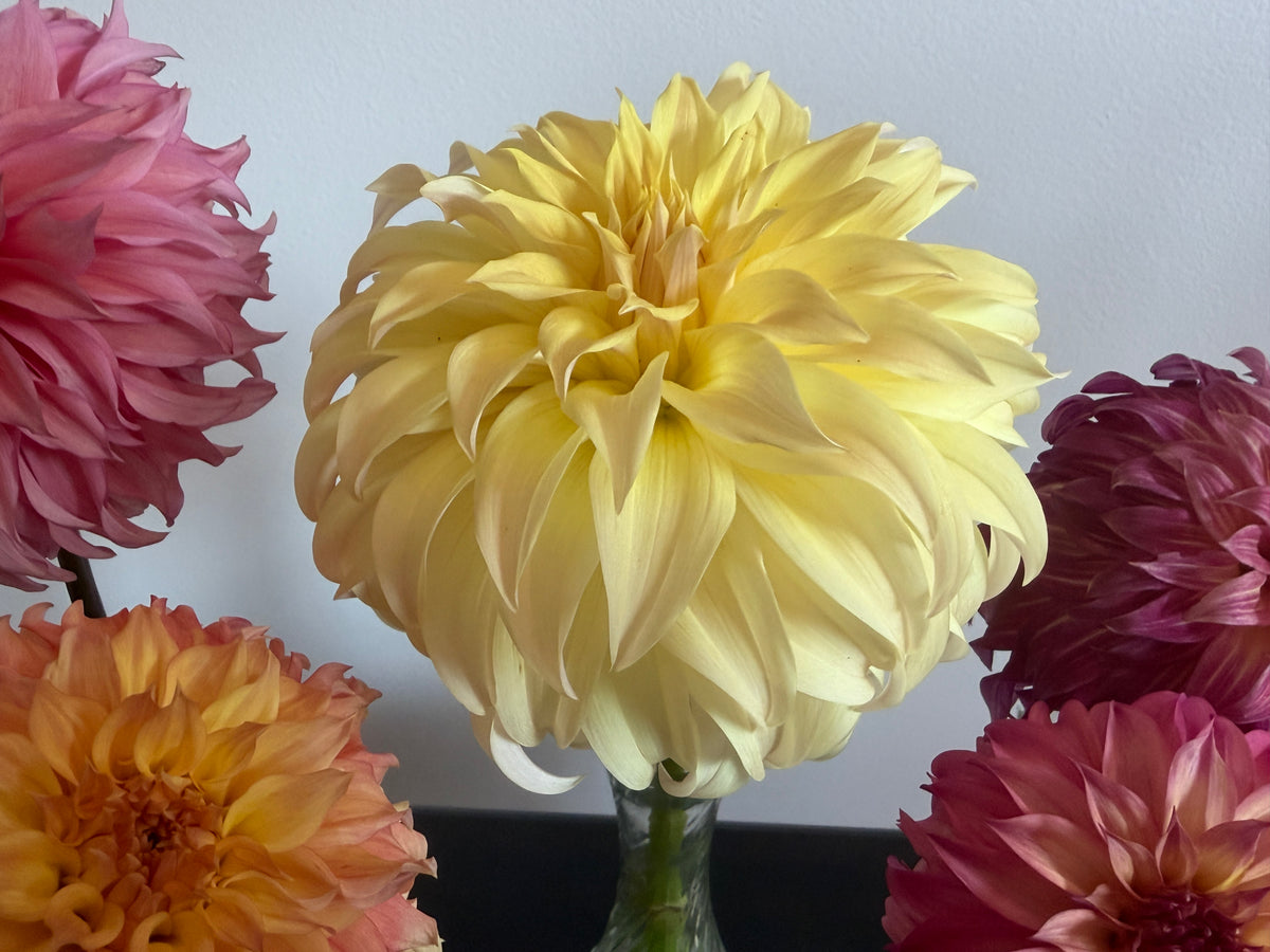 Paula's Dahlias