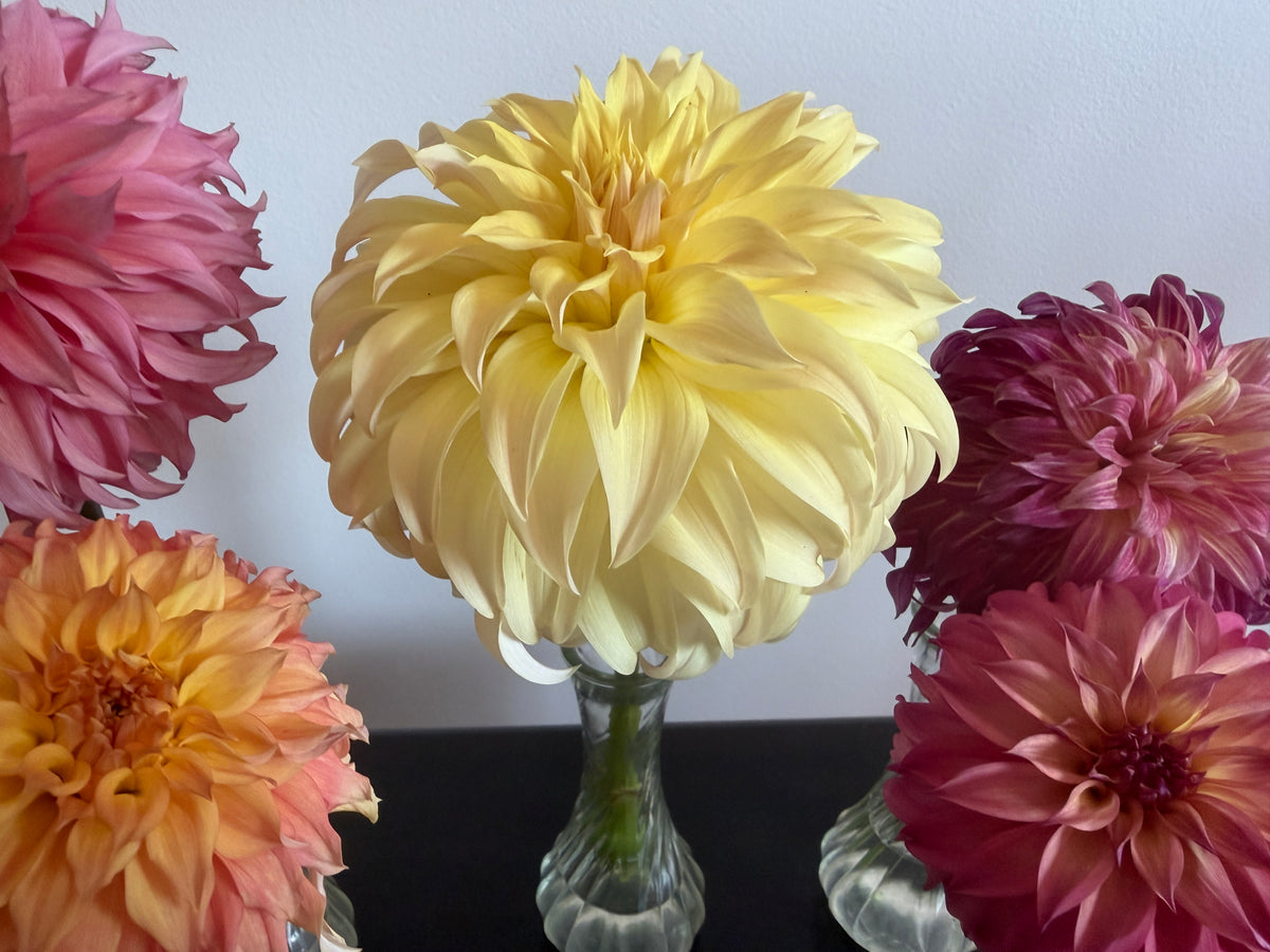 Paula's Dahlias