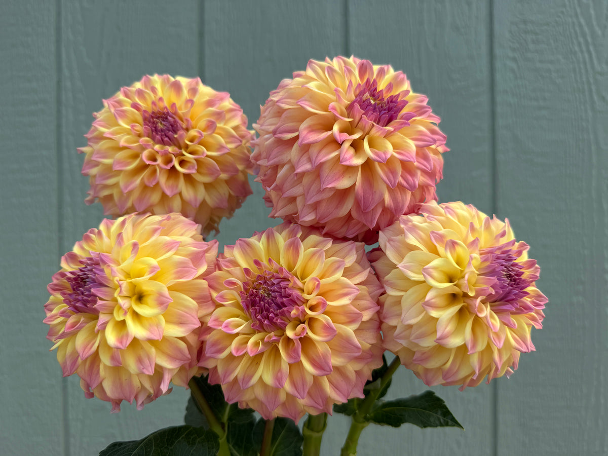 Paula's Candy dahlia