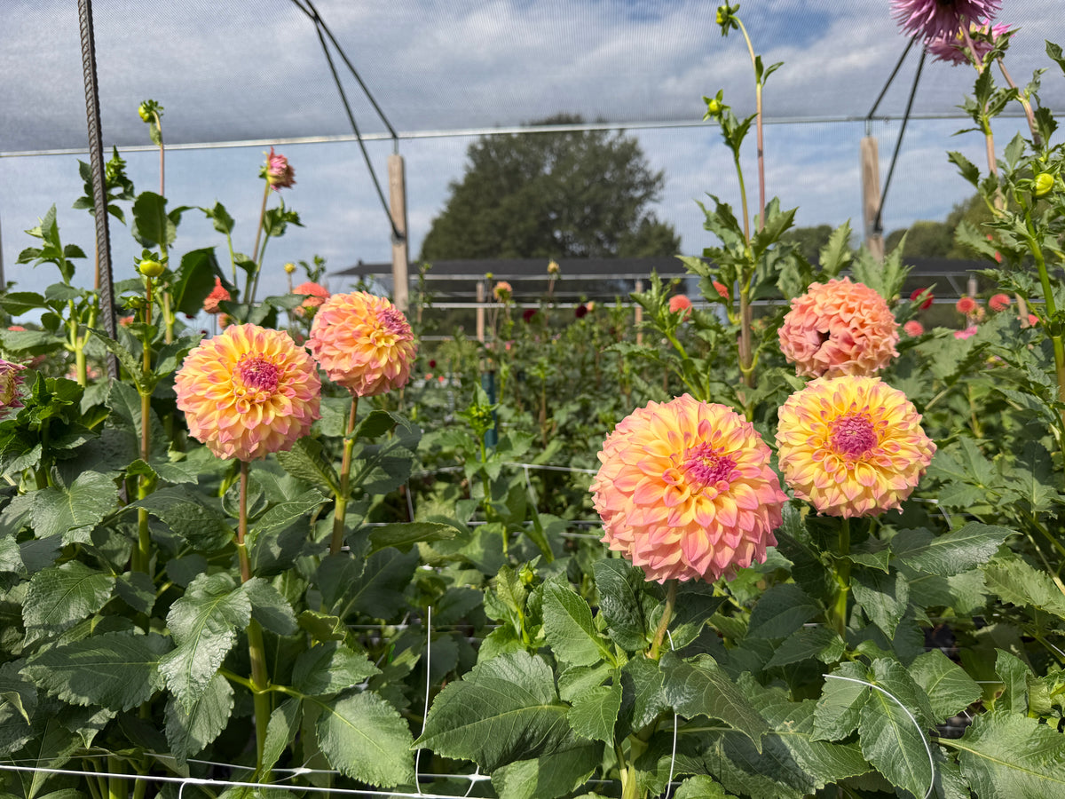 Paula's Candy dahlia blooming in the garden