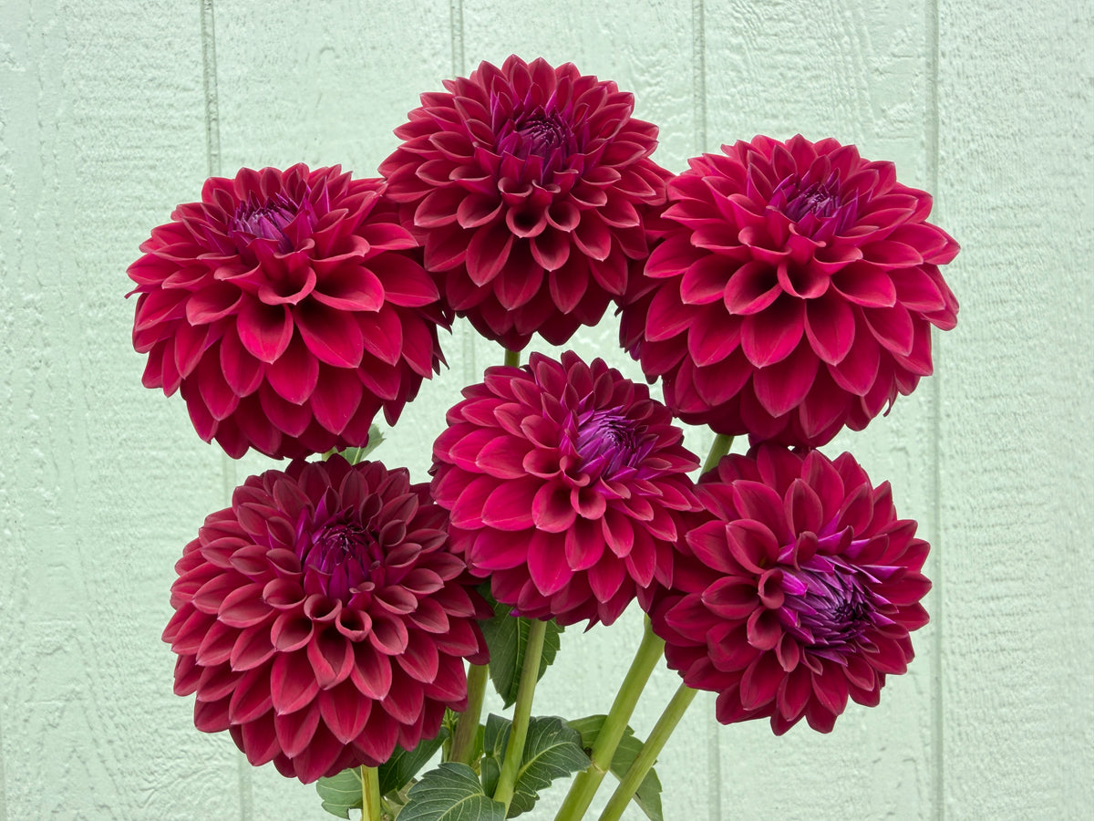 Paula's Divine dahlia is a burgundy formal decorative miniature dahlia.