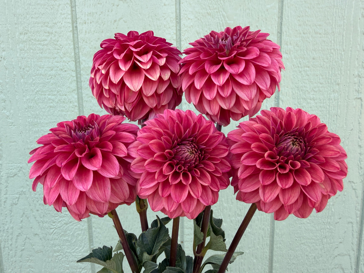Paula's Dusty Rose dahlia with muted red tones