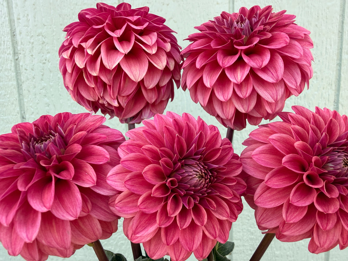 Paula's Dusty Rose dahlia