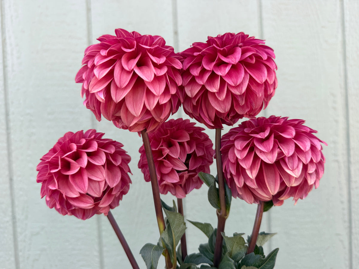 Paula's Dusty Rose dahlias