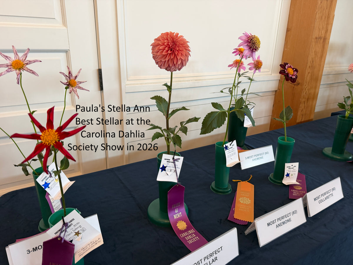 Paula's Stella Ann won best stellar at the Carolinas Dahlia Society show in 2026