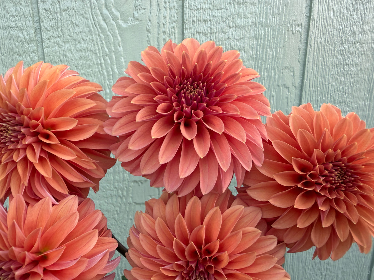 Paula's Stella Ann dahlia stellar form dahlia