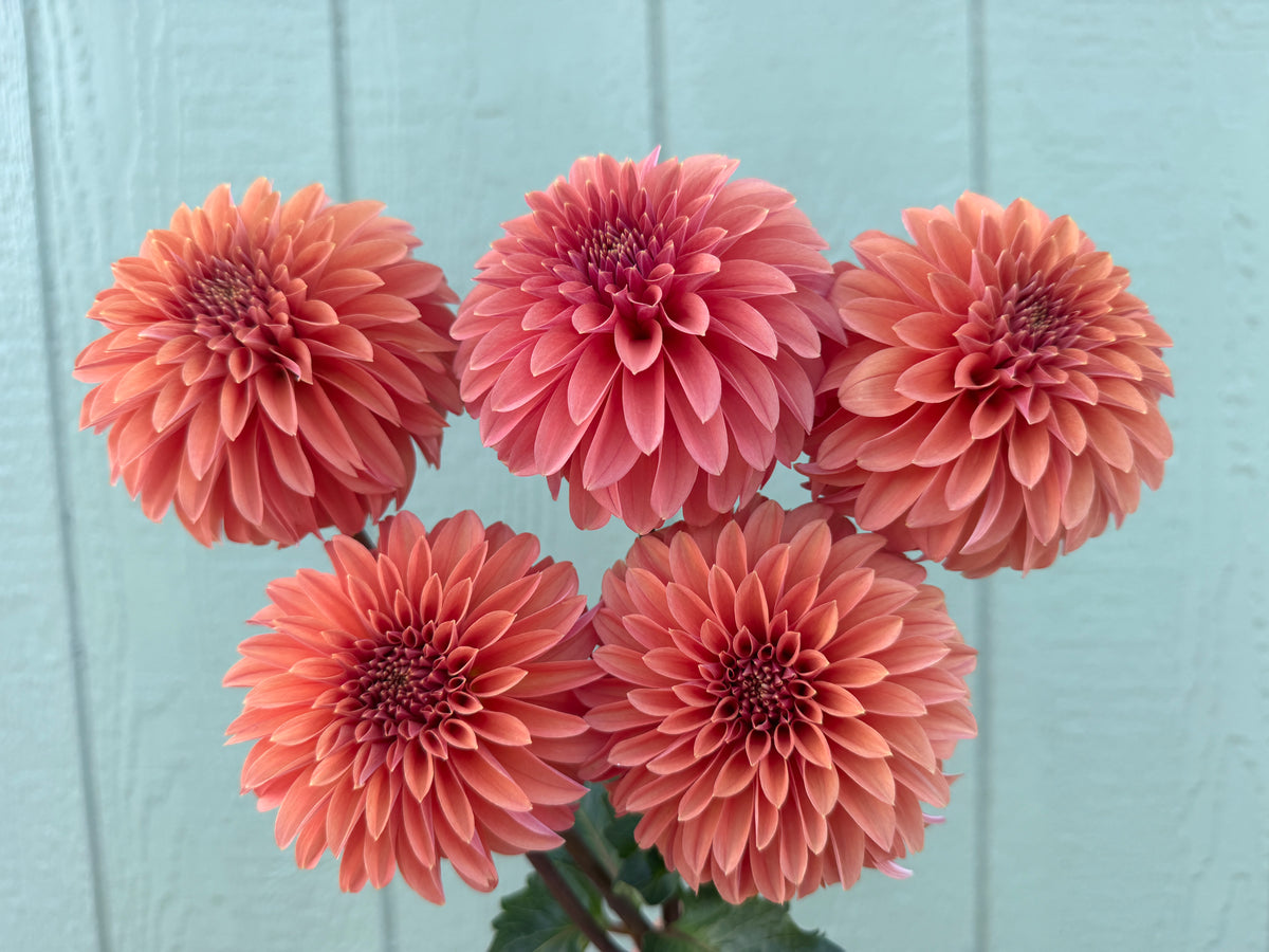 Paula's Stella Ann dahlia
