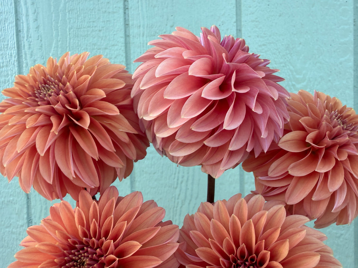 Paula's Stella Ann dahlia