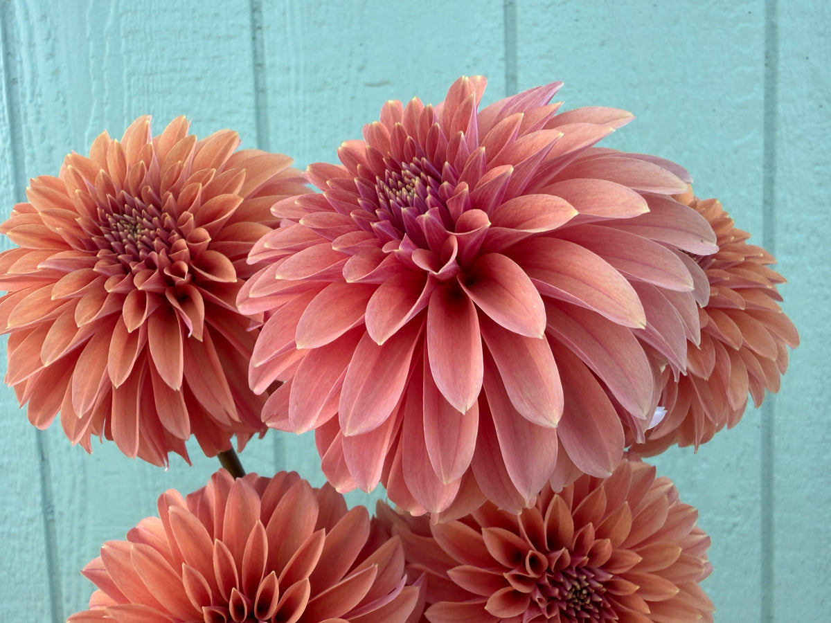 Paula's Stella Ann dahlia